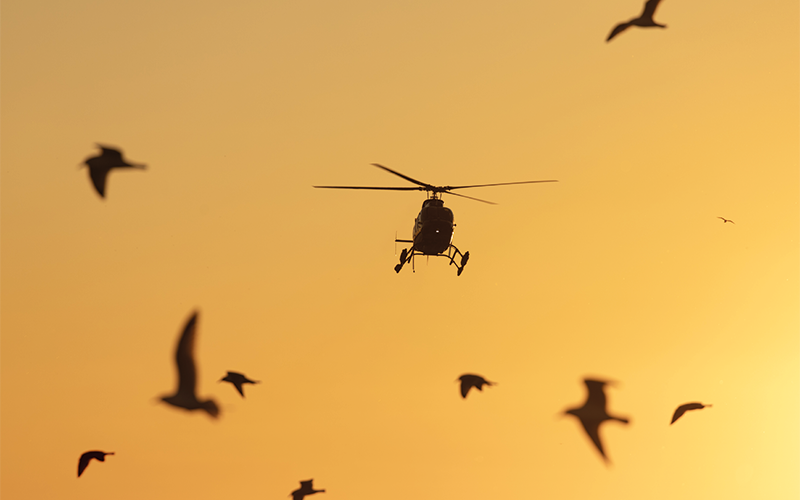 Helicopter and birds