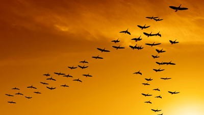 Birds
