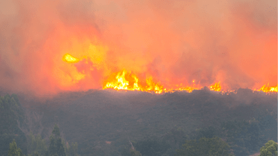 Forest fire