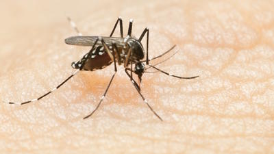 Dengue fever mosquito