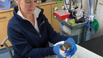 Vet looking after penguin