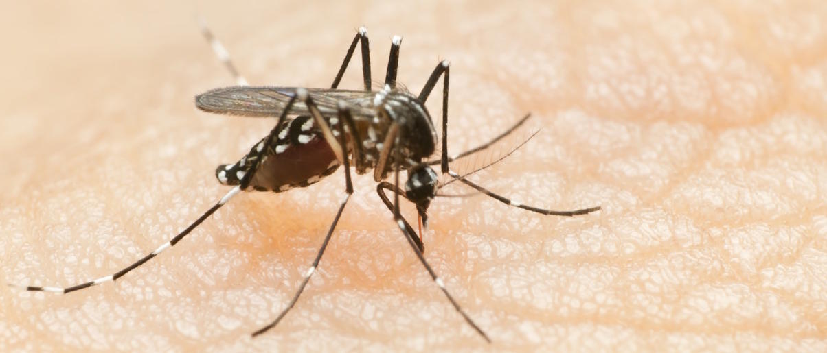 Dengue fever mosquito