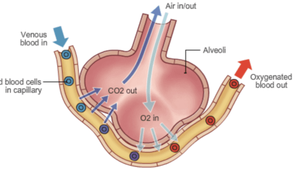 lung hypoxia
