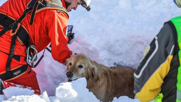 rega avalanche rescue dog