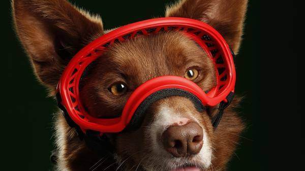 Henry SAR pup