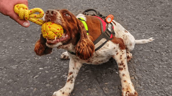 scottish FRS Diesel SAR pup2