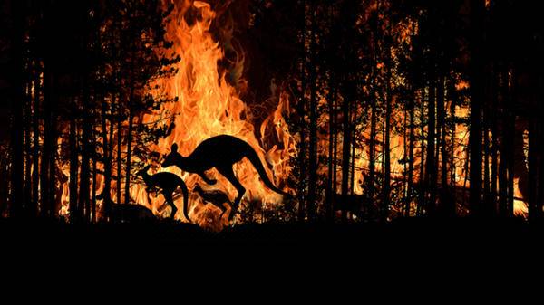 kangaroos fire