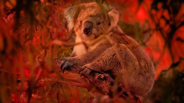 Koala