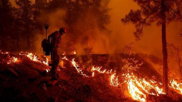Wildfire