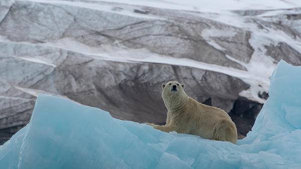 Polar bear