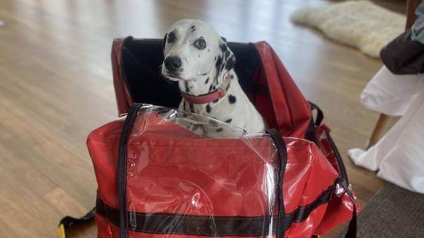 Dog Minty testing out ARC