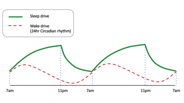 Sleep drive and wake drive graph