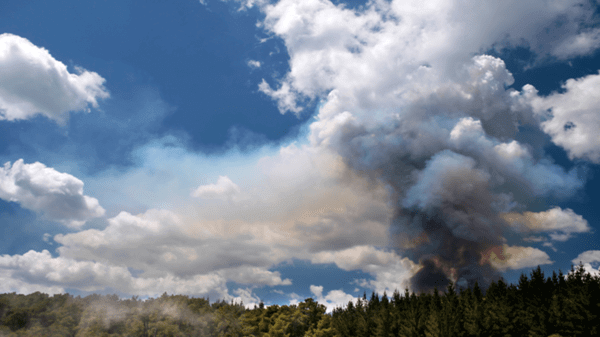 Forest fire