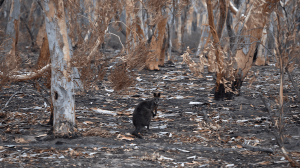 Wallaby in burnt down forest