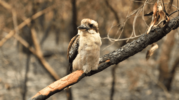 Kookaburra in burnt down forest