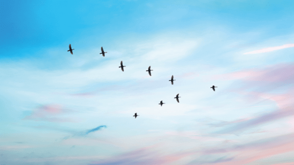 Birds flying