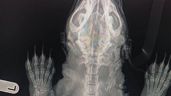 Crocodile x-ray