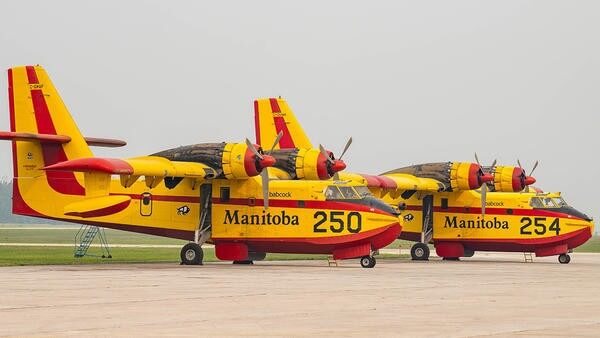 Yellow manitoba