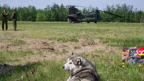 Dog sitting on field next to helicopter